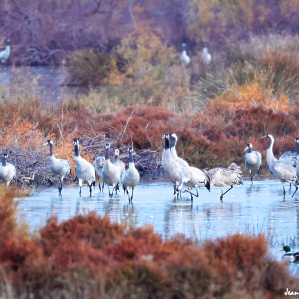 Grues cendrées (28) ©J-Luc Moya 2 Degrés