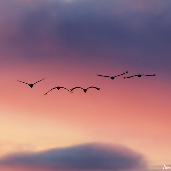 Grues cendrées (29) ©J-Luc Moya 2 Degrés