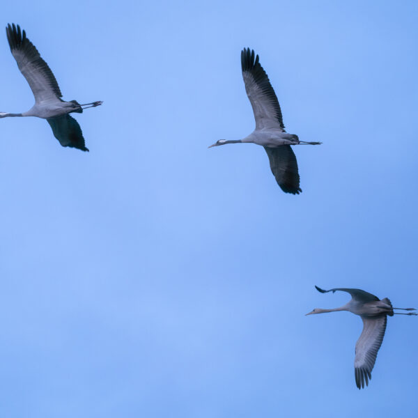 Grues cendrées 3 © Nicolas Watine