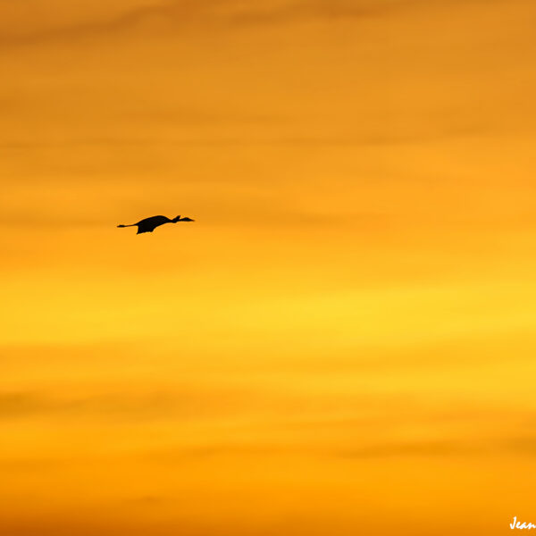 Grues cendrées (30) ©J-Luc Moya 2 Degrés