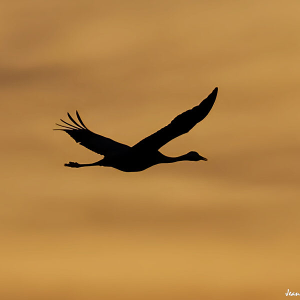 Grues cendrées (31) ©J-Luc Moya 2 Degrés