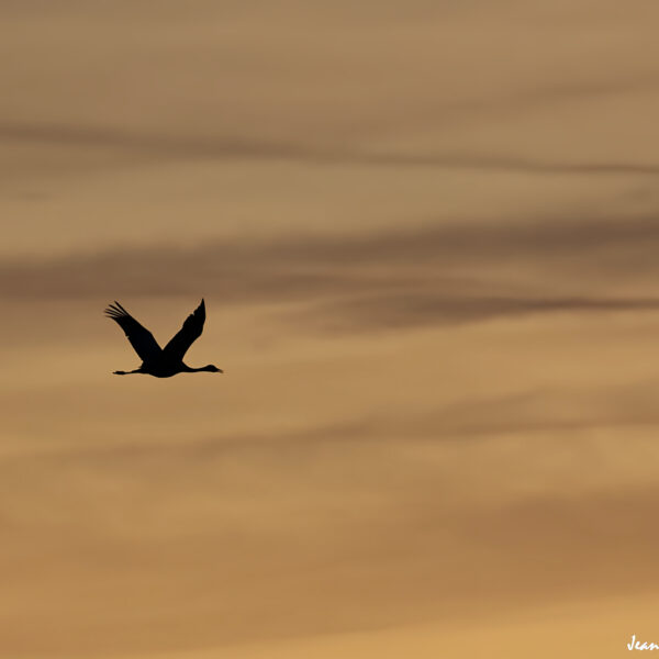 Grues cendrées (32) ©J-Luc Moya 2 Degrés