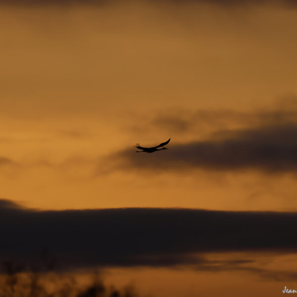 Grues cendrées (33) ©J-Luc Moya 2 Degrés