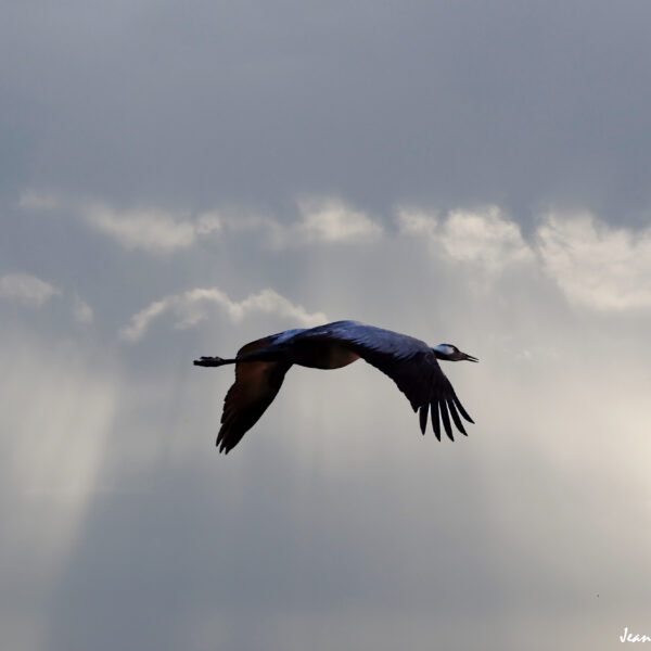 Grues cendrées (34) ©J-Luc Moya 2 Degrés