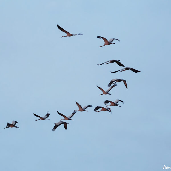 Grues cendrées (35) ©J-Luc Moya 2 Degrés