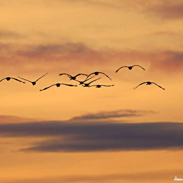 Grues cendrées (36) ©J-Luc Moya 2 Degrés