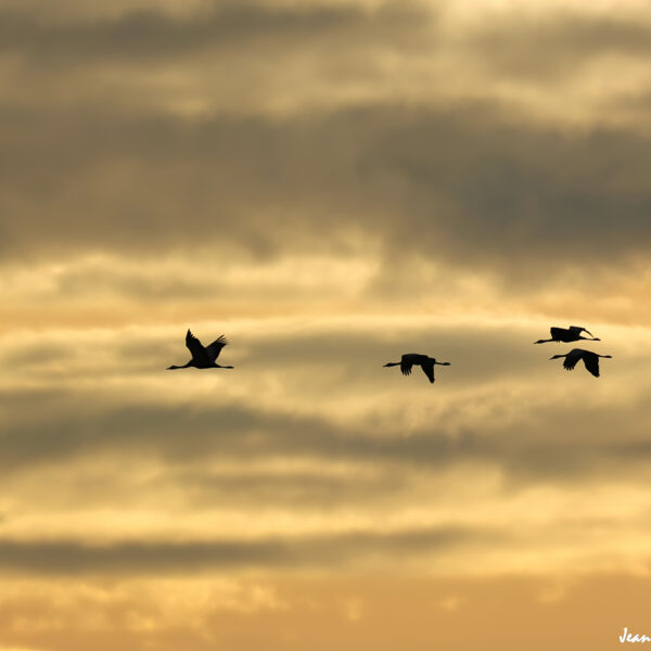 Grues cendrées (37) ©J-Luc Moya 2 Degrés