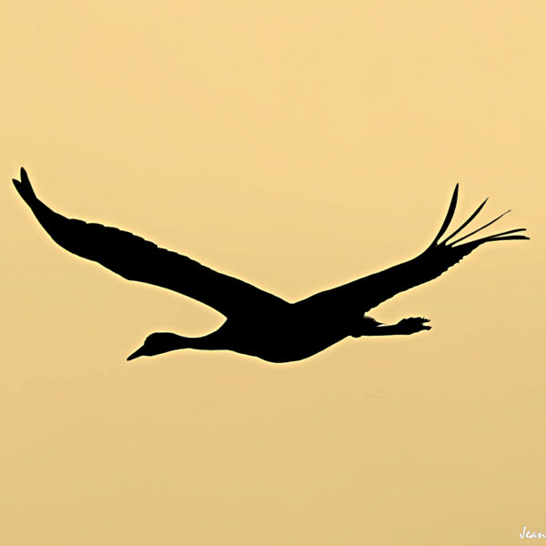 Grues cendrées (38) ©J-Luc Moya 2 Degrés