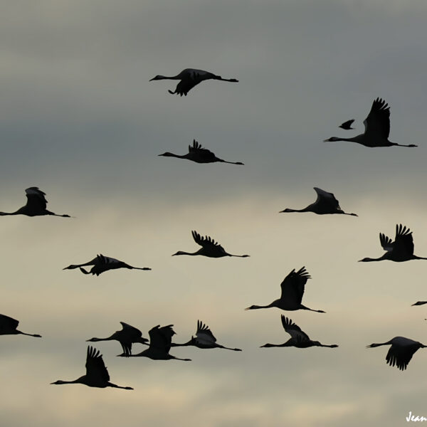 Grues cendrées (39) ©J-Luc Moya 2 Degrés