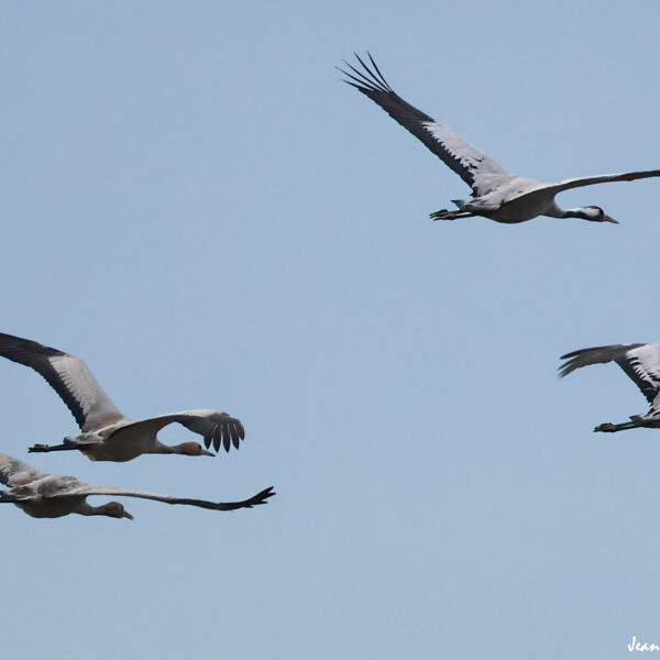 Grues cendrées (40) ©J-Luc Moya 2 Degrés