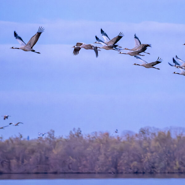 Grues cendrées © Nicolas Watine