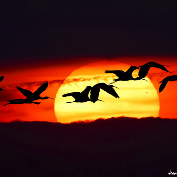 Ibis falcinelle (18) © J-Luc Moya 2 degrés