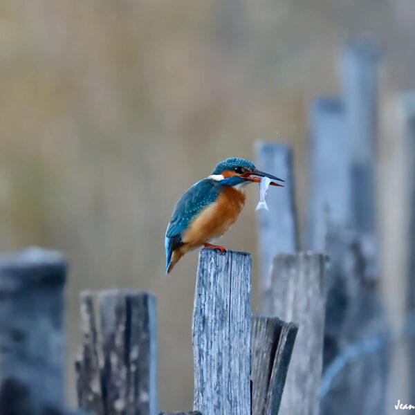 Martin Pêcheur (49) ©J-Luc Moya 2 degrés.jpg.png