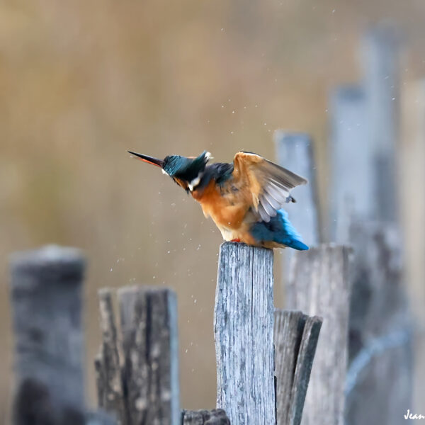 Martin Pêcheur (50) ©J-Luc Moya 2 degrés.jpg.png