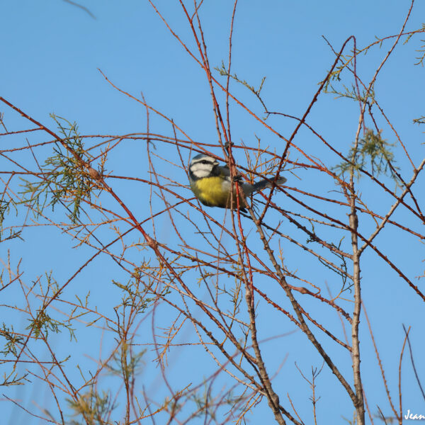Mésange bleue ©J-Luc Moya 2 Degrés