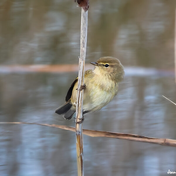 Pouillot veloce (5) ©J-Luc Moya 2 Degrés