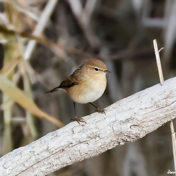 Pouillot veloce (6) ©J-Luc Moya 2 Degrés