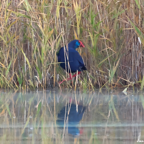 Talève sultane ©J-Luc Moya 2 Degrés-1