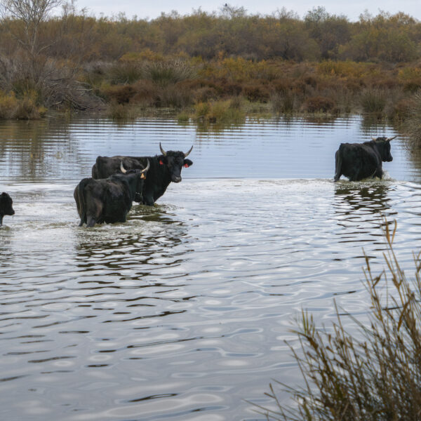 Taureaux Camargue © Nicolas Watine