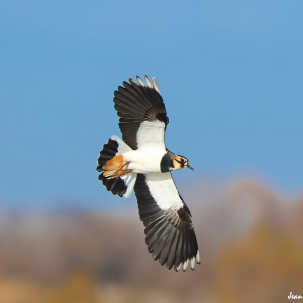 Vanneau huppé (4) © J-Luc Moya 2 degrés