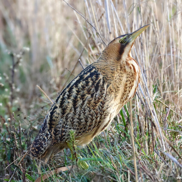 Butor étoilé © Jean-Luc Moya • 2 Degrés communication