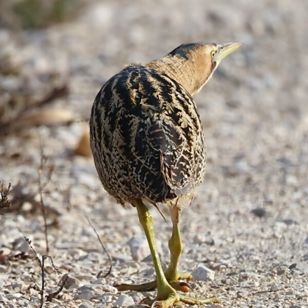 Butor étoilé © Jean-Luc Moya • 2 Degrés communication