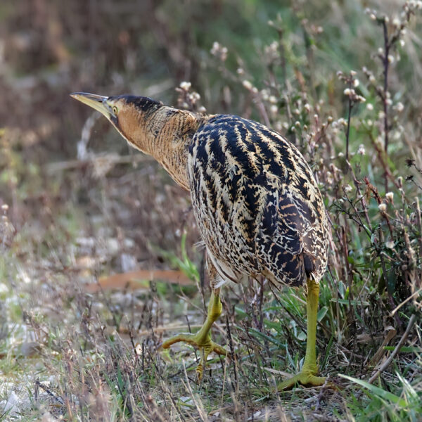 Butor étoilé © Jean-Luc Moya • 2 Degrés communication