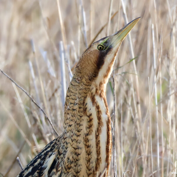 Butor étoilé © Jean-Luc Moya • 2 Degrés communication