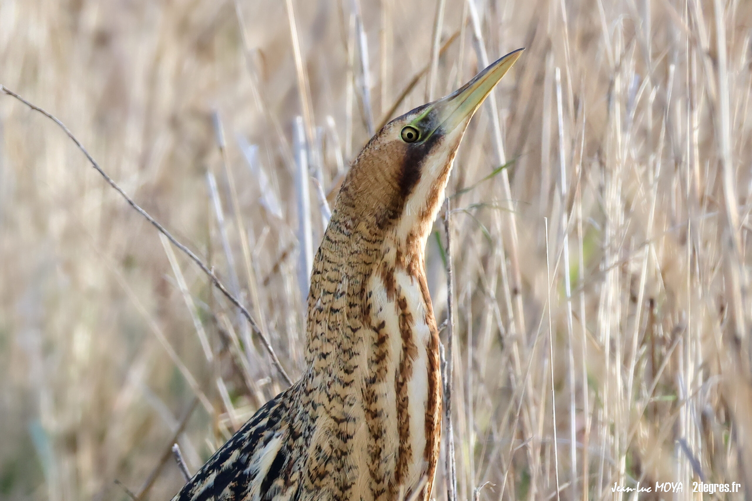 L&rsquo;invisible Butor étoilé