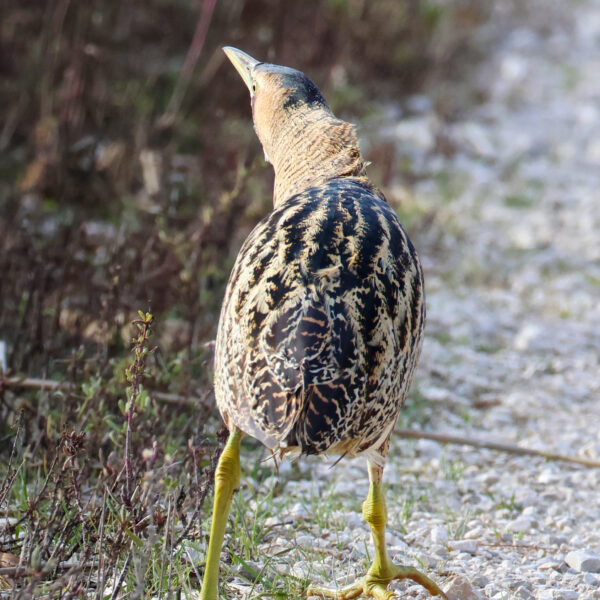 Butor étoilé © Jean-Luc Moya • 2 Degrés communication