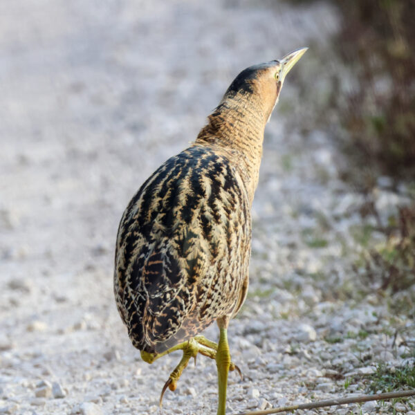 Butor étoilé © Jean-Luc Moya • 2 Degrés communication