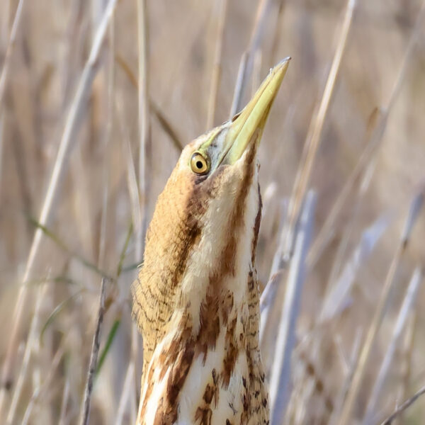 Butor étoilé © Jean-Luc Moya • 2 Degrés communication