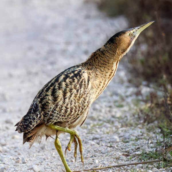 Butor étoilé © Jean-Luc Moya • 2 Degrés communication