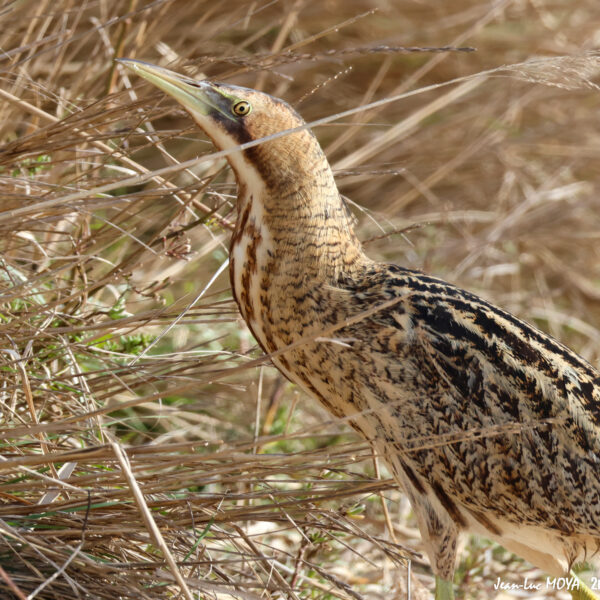Butor étoilé © Jean-Luc Moya • 2 Degrés communication