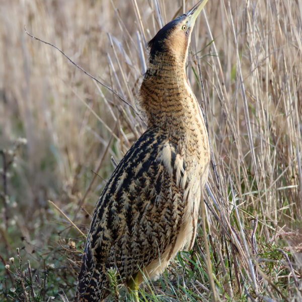 Butor étoilé © Jean-Luc Moya • 2 Degrés communication