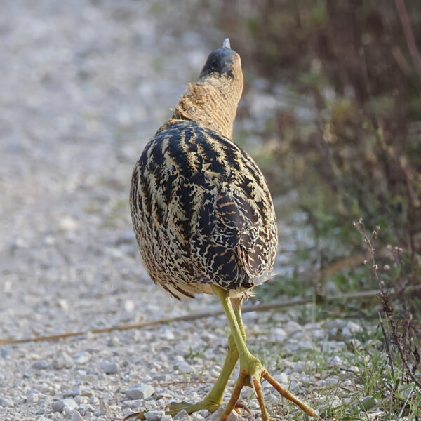 Butor étoilé © Jean-Luc Moya • 2 Degrés communication