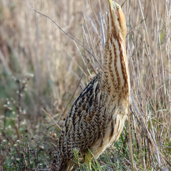 Butor étoilé © Jean-Luc Moya • 2 Degrés communication