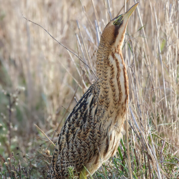 Butor étoilé © Jean-Luc Moya • 2 Degrés communication