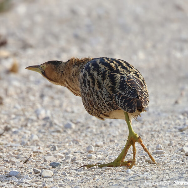 Butor étoilé © Jean-Luc Moya • 2 Degrés communication