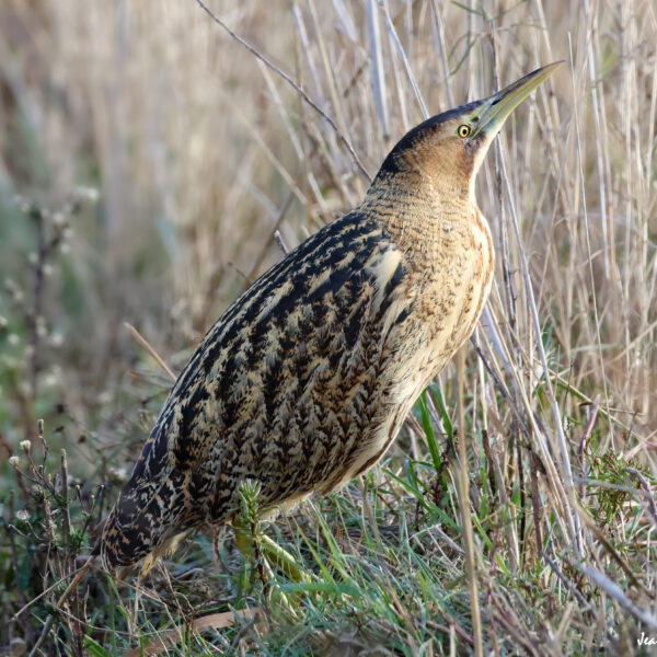 Butor étoilé © Jean-Luc Moya • 2 Degrés communication