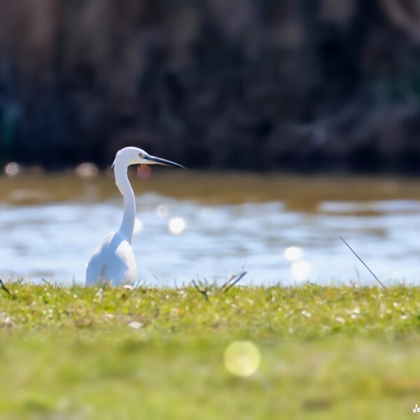 Aigrette garzette ©Jean-Luc Moya • 2° Communication