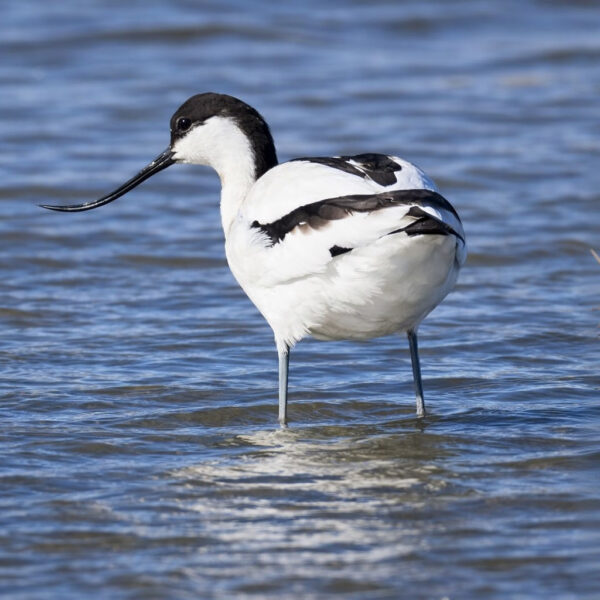 Avocette élégante © Jean-Luc Moya • 2° Communication