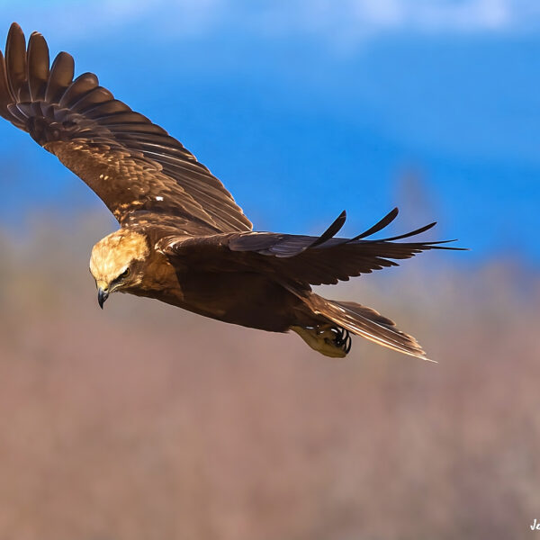 Busard des roseaux © Jean-Luc Moya • 2° Communication