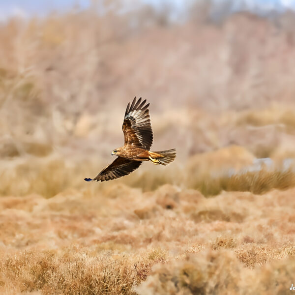 Busard des roseaux © Jean-Luc Moya • 2° Communication
