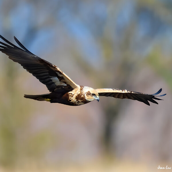 Busard des roseaux ©Jean-Luc Moya • 2° Communication