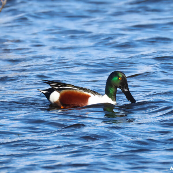 Canard souchet © Jean-Luc Moya • 2° Communication