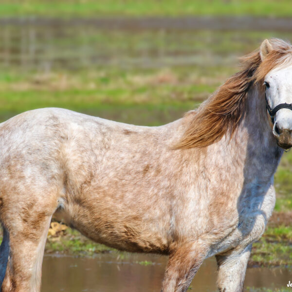 Cheval Camargue ©Jean-Luc Moya • 2° Communication
