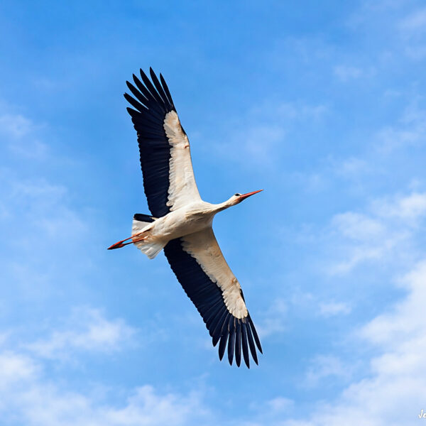 Cigogne © Jean-Luc Moya • 2° Communication