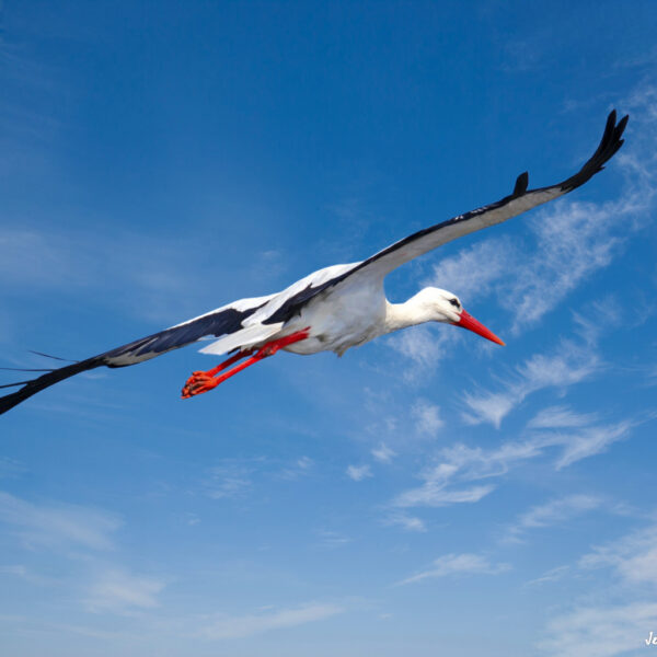 Cigogne blanche ©Jean-Luc Moya • 2° Communication