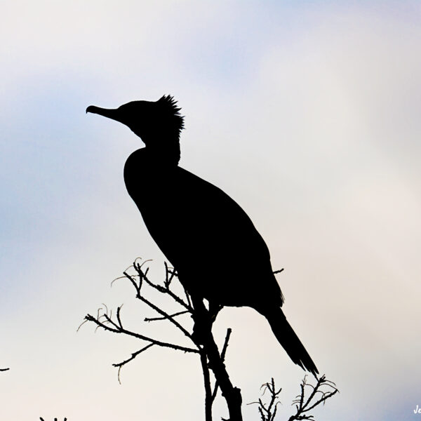 Cormoran ©Jean-Luc Moya • 2° Communication